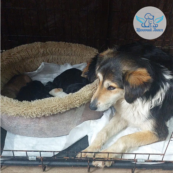 Благодарим за спасённые жизни: мама Олли и семь малышей