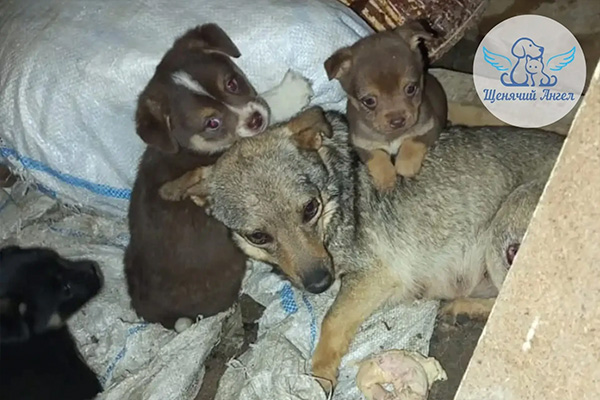 РАНЕНОЙ СОБАКЕ СО ЩЕНКАМИ НУЖНА ПОМОЩЬ!
