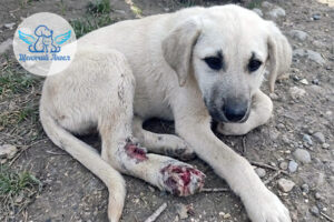 Малыш Джейк попал под машину