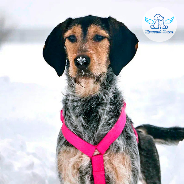 Альма в снегу