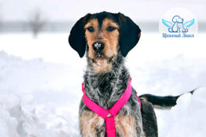 Альма в снегу