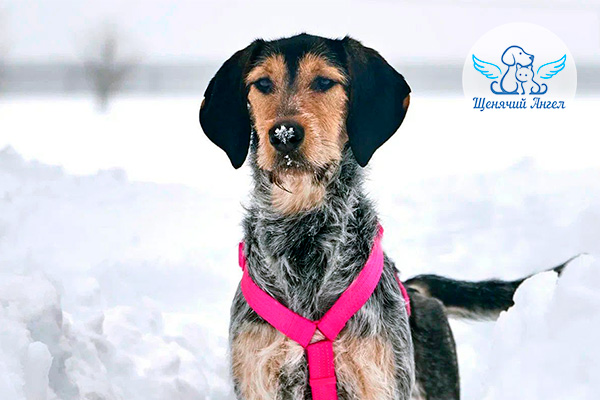 Альма в снегу