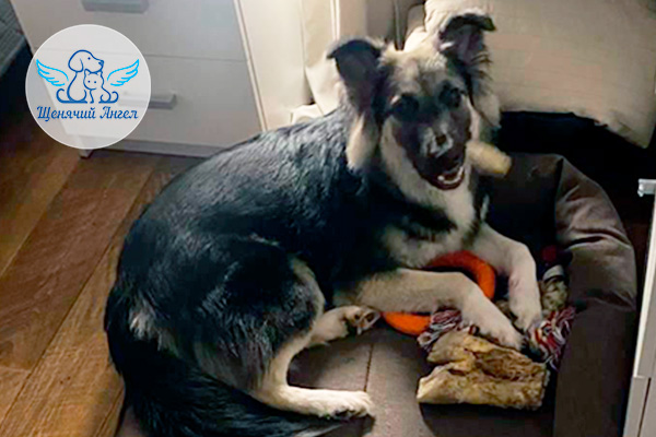 Наш выпускник Пион и его новый друг котик Тор