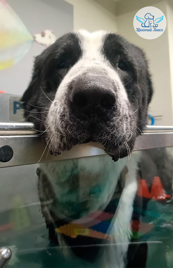 Мурзик передаёт доброе утро