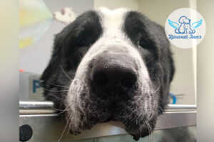 Мурзик передаёт доброе утро