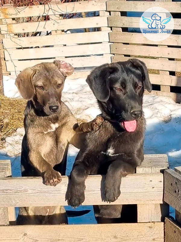 Пэм и Поли – дружба, проверенная храбростью