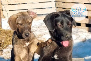 Пэм и Поли – дружба, проверенная храбростью