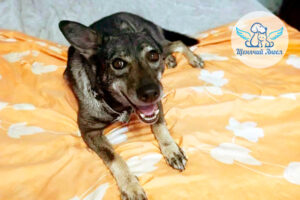 Жульен и его идеальное утро