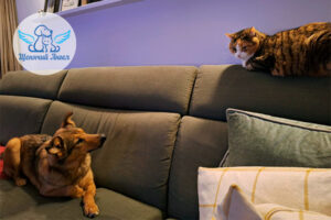 Чеми и знакомство с местным начальством