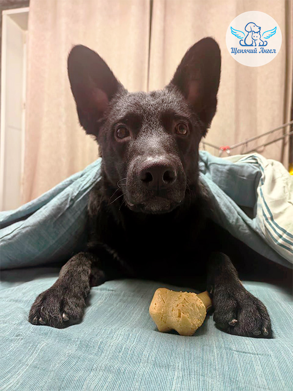 Наш выпускник Бимочка