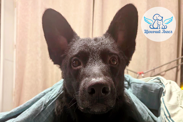 ФД_2026-04-15_Бим_3x2 Наш выпускник Бимочка