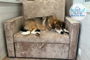 Мушка - Приёмка дивана прошла успешно