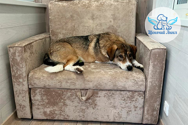 Мушка - Приёмка дивана прошла успешно