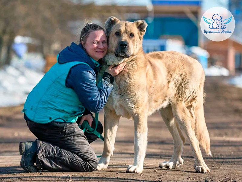 Добрый богатырь