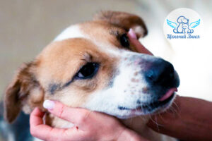 Солнышко с характером