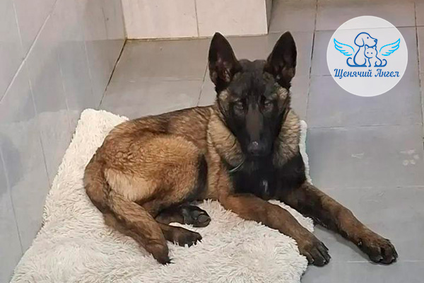 ФД_2026-04-23_Коба_3x2