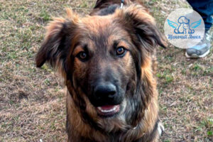 Фото дня 24.04.2026: Домашняя подготовка Кики