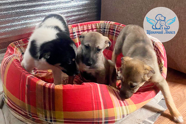 ФД_2026-04-26_Детки_Жули_3x2