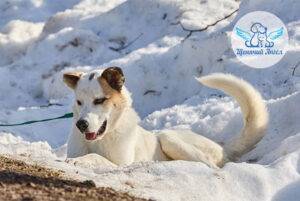 Гагра и её маленькое снежное счастье