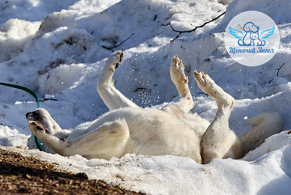 Гагра и её маленькое снежное счастье