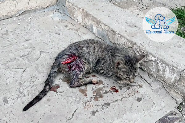 КОШКА, ЖИВИ!!!
