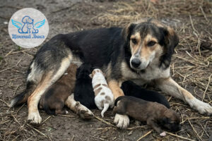 Слепые щенки в зоне затопления – они погибнут без помощи