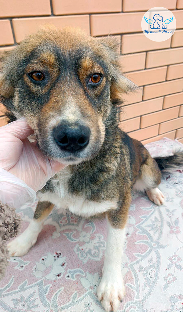 Мама Джина и крошки Джем и Дарт