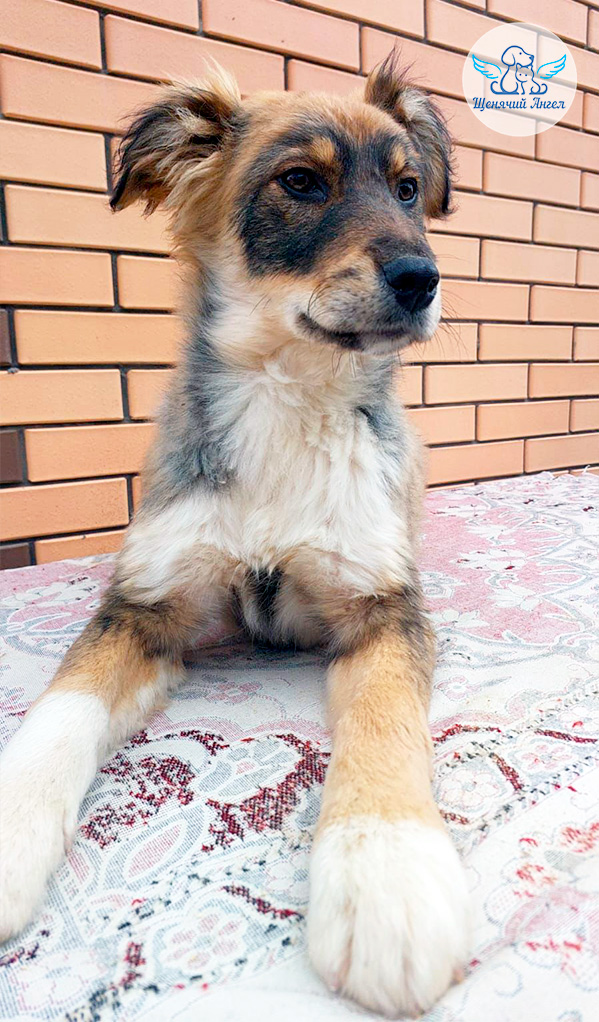 Мама Джина и крошки Джем и Дарт