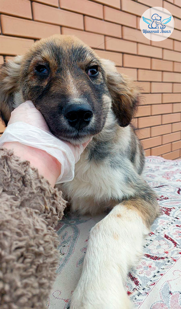 Мама Джина и крошки Джем и Дарт