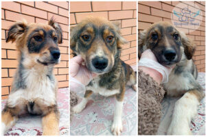 Мама Джина и крошки Джем и Дарт