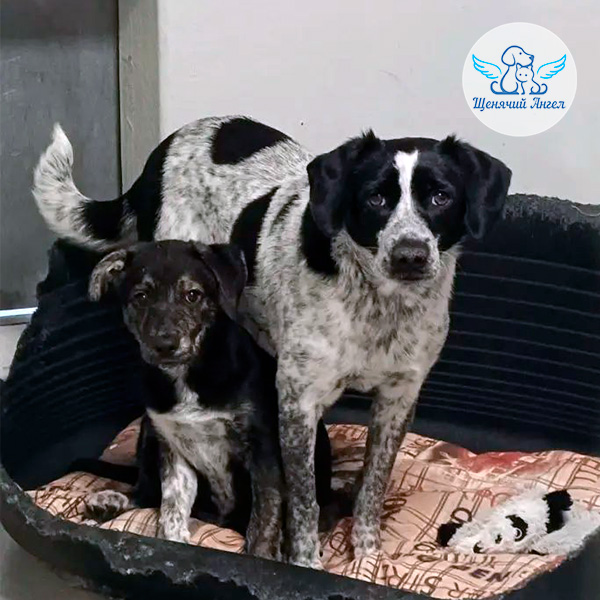 Новости Эми и малышей из Астрахани