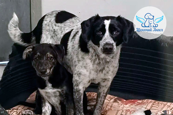 Новости Эми и малышей из Астрахани