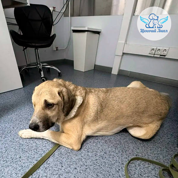 С пополнением нас – пёсик Кант