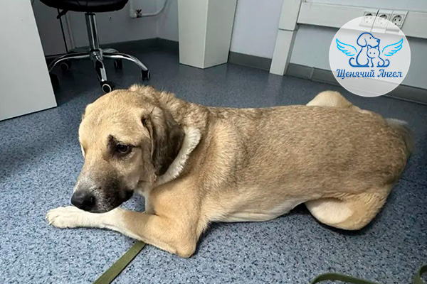 С пополнением нас – пёсик Кант