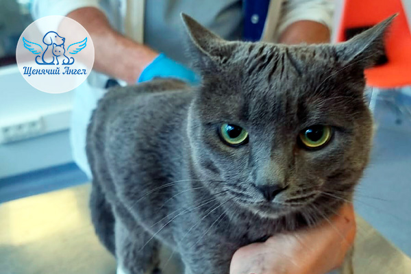 Н_2026-04_09_Туман_3x2_История Туман перенёс операцию на сустав