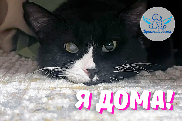 Кот Джокер – Я Дома