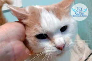 Важные новости кота Бориса