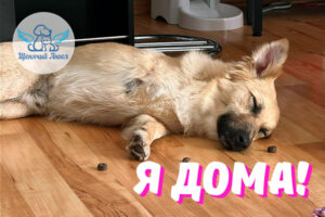 Носик – Я Дома