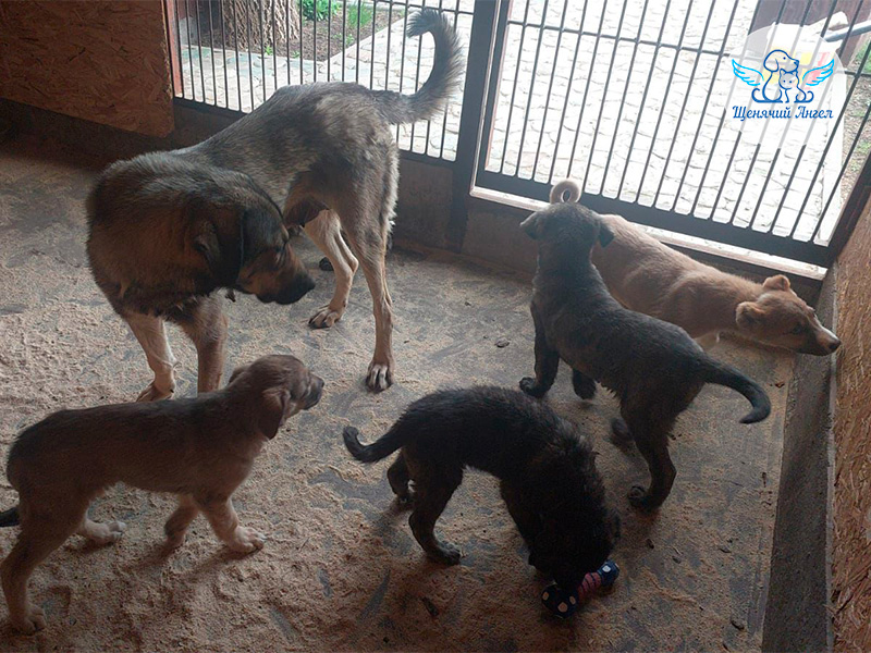 С пополнением нас! Собачуля Лада и шестеро малышей