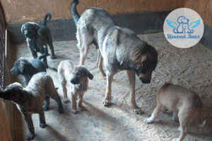 С пополнением нас! Собачуля Лада и шестеро малышей