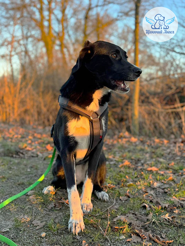 Мона – Я Дома