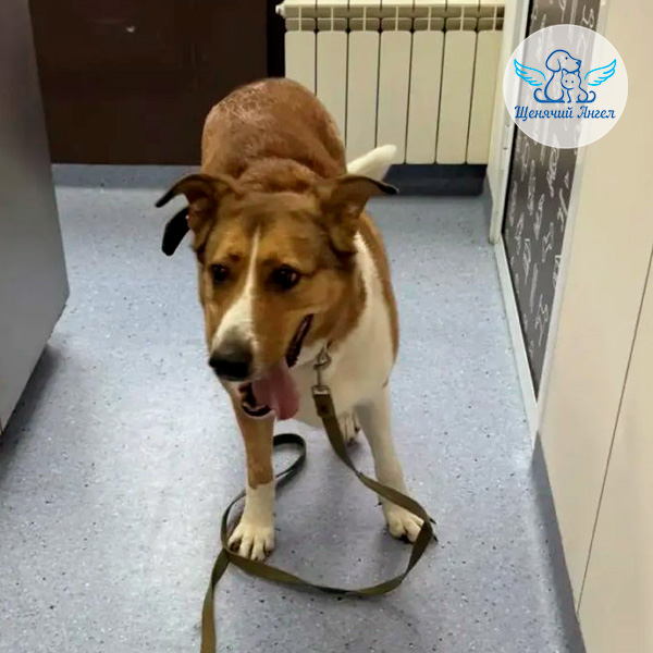 Новость 22.04.2026: Дане сделали операцию