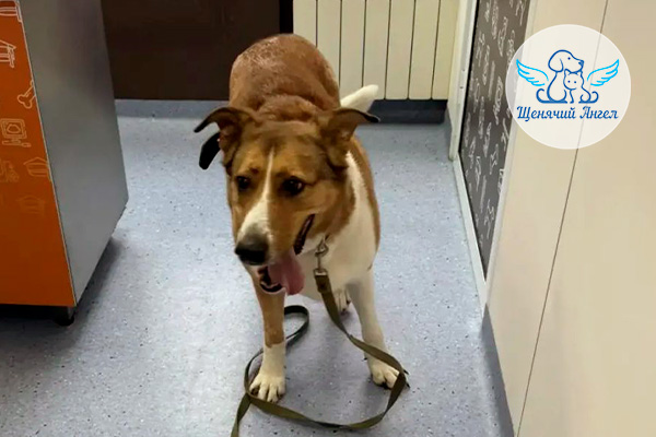 Новость 22.04.2026: Дане сделали операцию