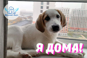 Новость 23.04.2026: Мелисса – Я Дома