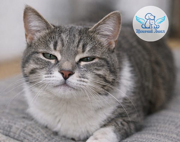 Психология кошек: как они относятся к своим хозяевам