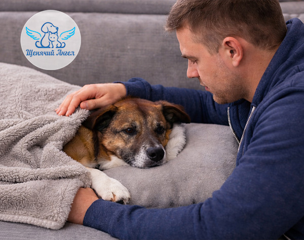 Эпилепсия у собак и кошек