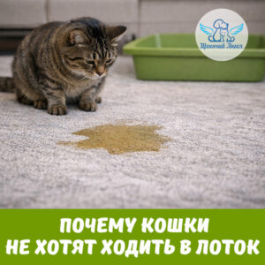 Почему кошки не хотят ходить в лоток