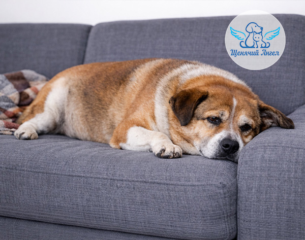 Гипотиреоз у питомца: почему собака вдруг набрала вес и стала ленивой