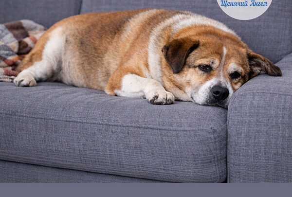 Гипотиреоз у питомца: почему собака вдруг набрала вес и стала ленивой