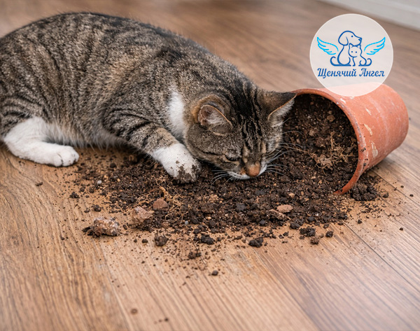 Почему кошки выкапывают цветочные горшки